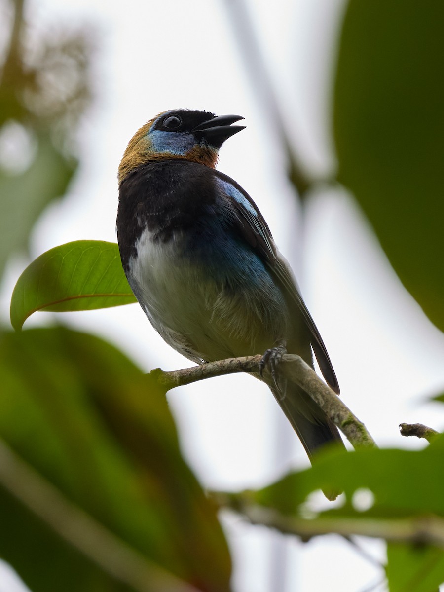 Golden-hooded Tanager - ML657994842