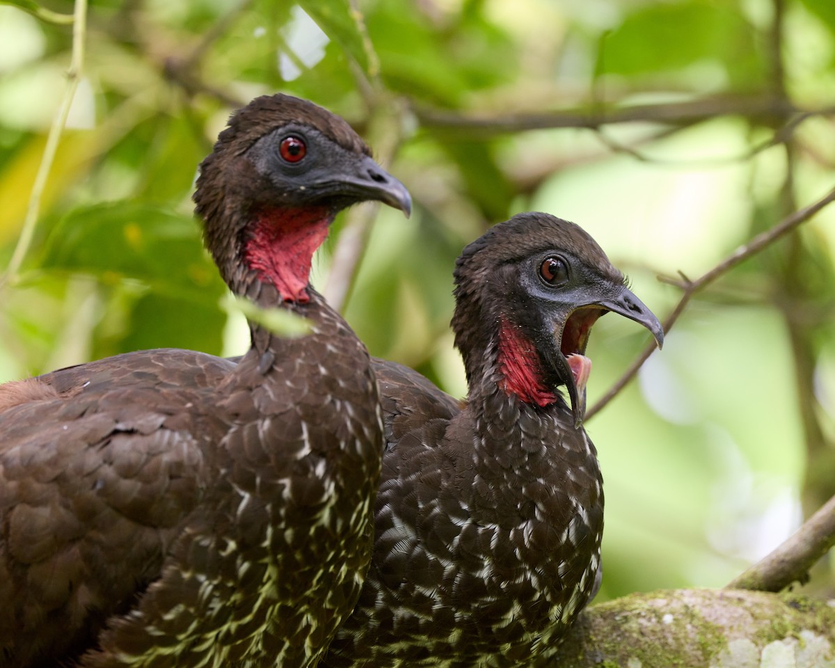 Crested Guan - ML657994917