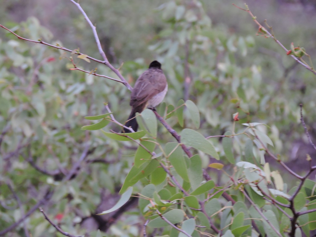 Black-fronted Bulbul - ML657995036