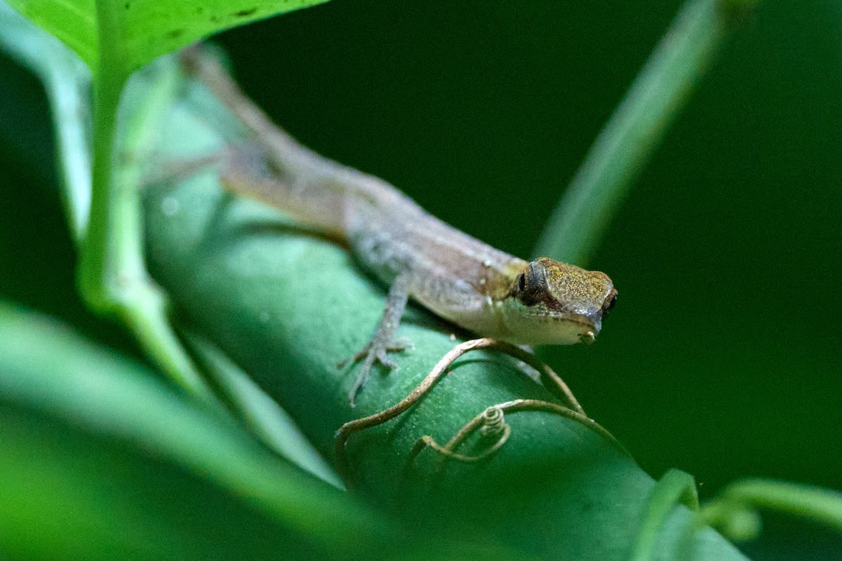 Border Anole - ML657995255