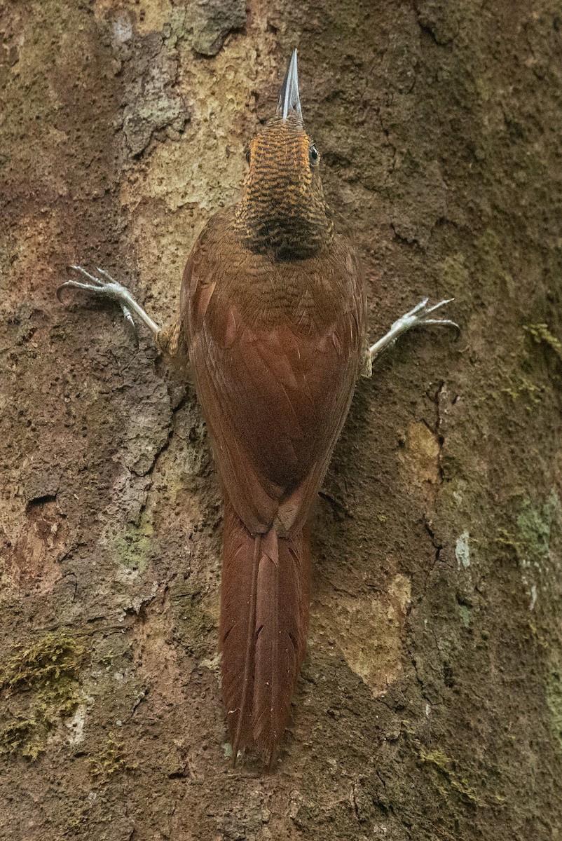 Northern Barred-Woodcreeper - ML657995283