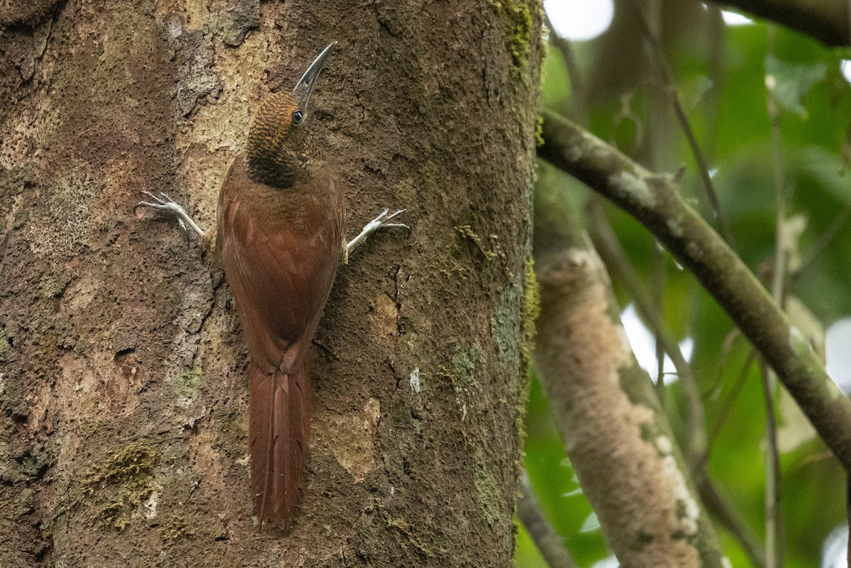 Northern Barred-Woodcreeper - ML657995285