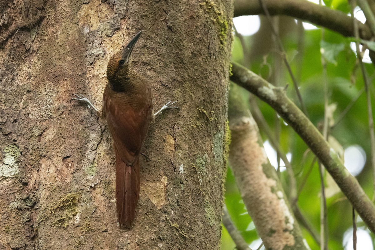 Northern Barred-Woodcreeper - ML657995286