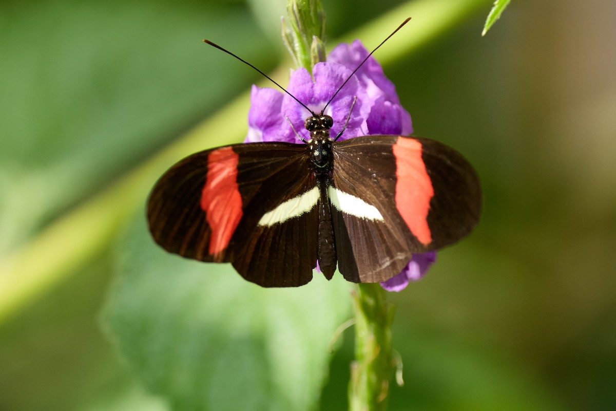 Insects - ML657995527