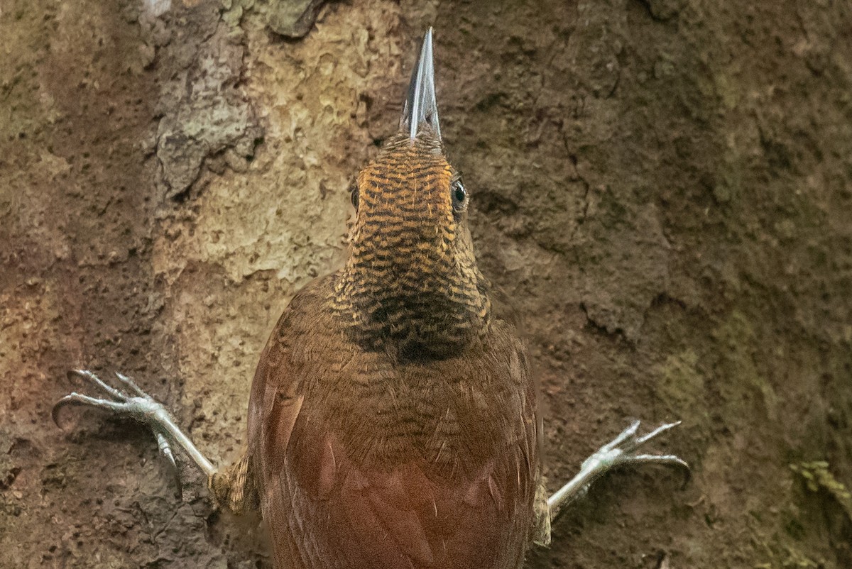 Northern Barred-Woodcreeper - ML657995530