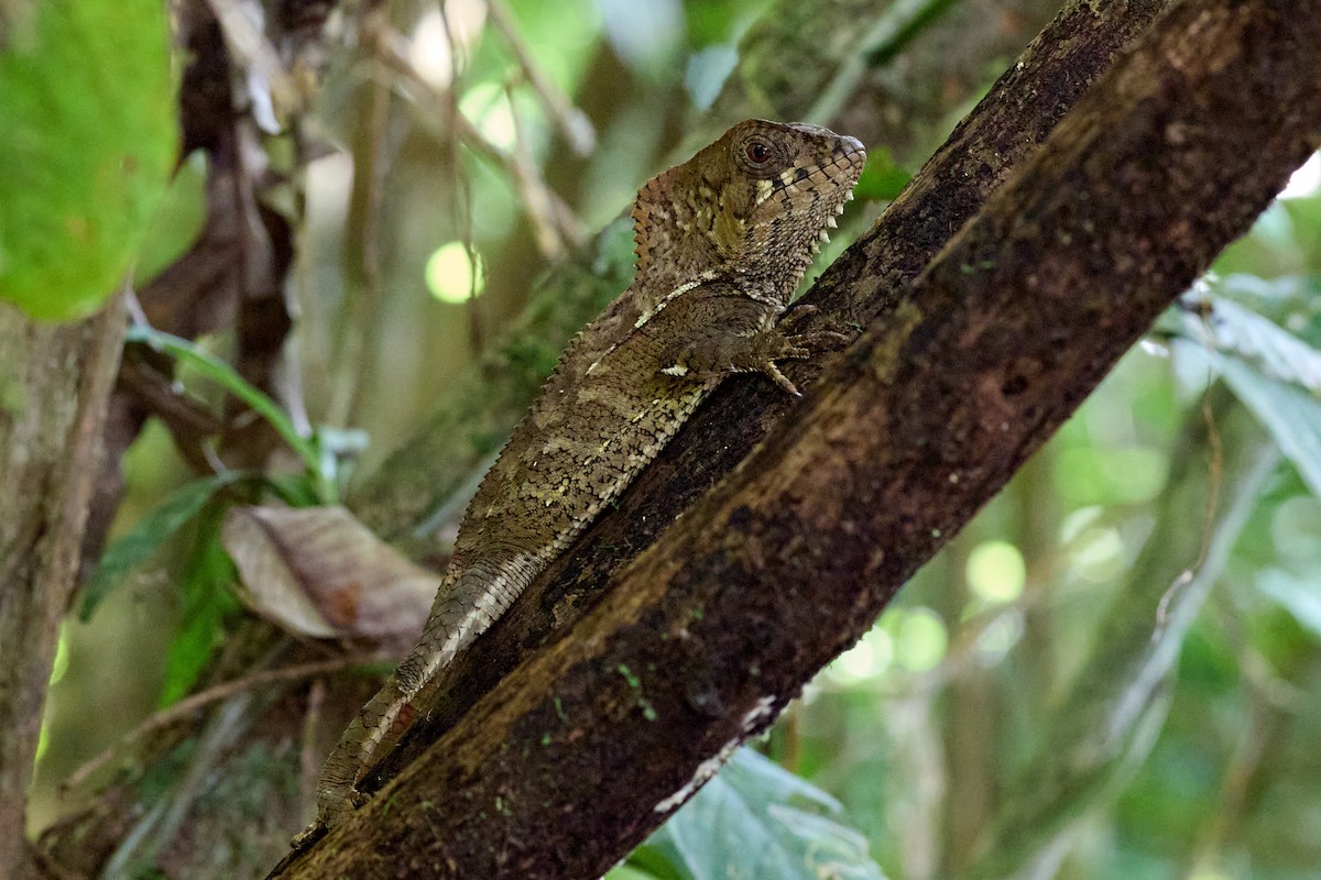 Helmeted Iguana - ML657995554