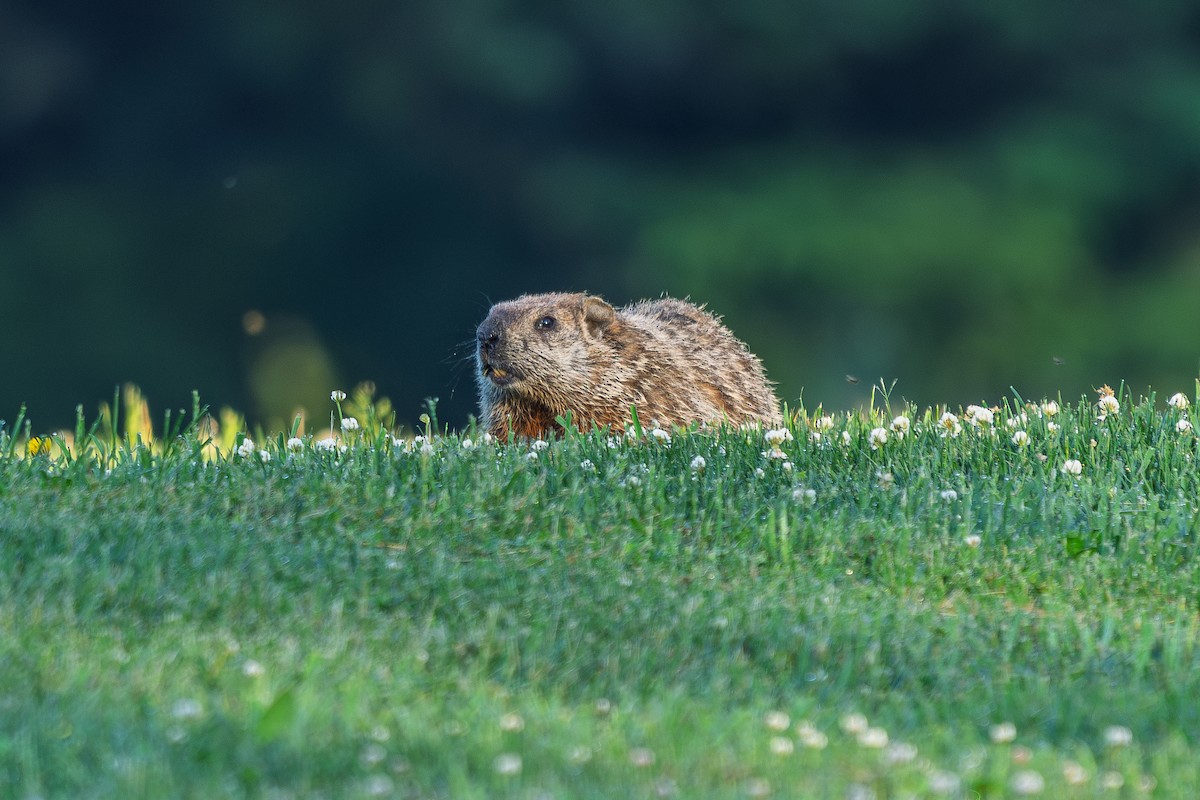 Groundhog - ML657995560