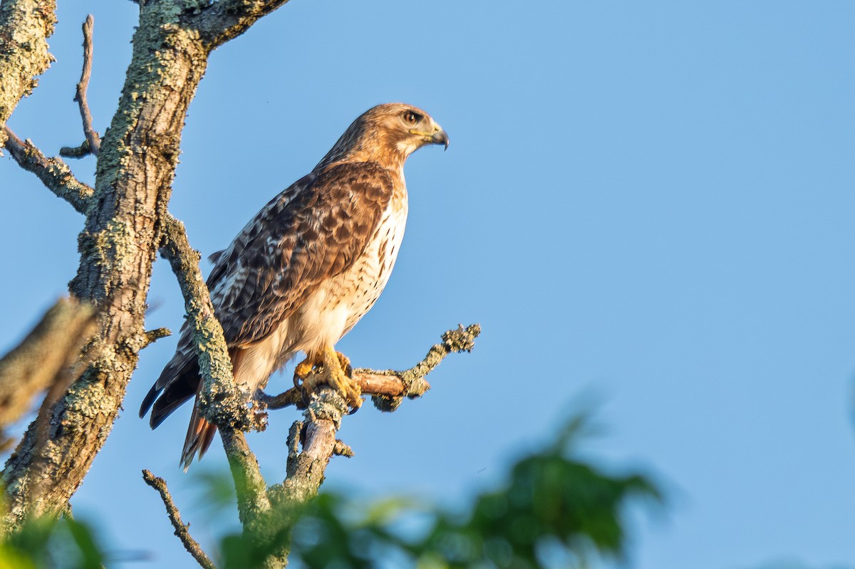 Red-tailed Hawk - ML657995563