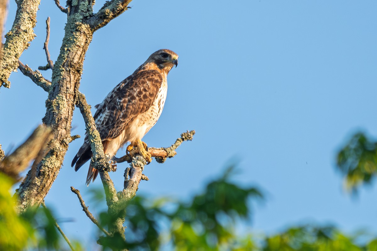 Red-tailed Hawk - ML657995564