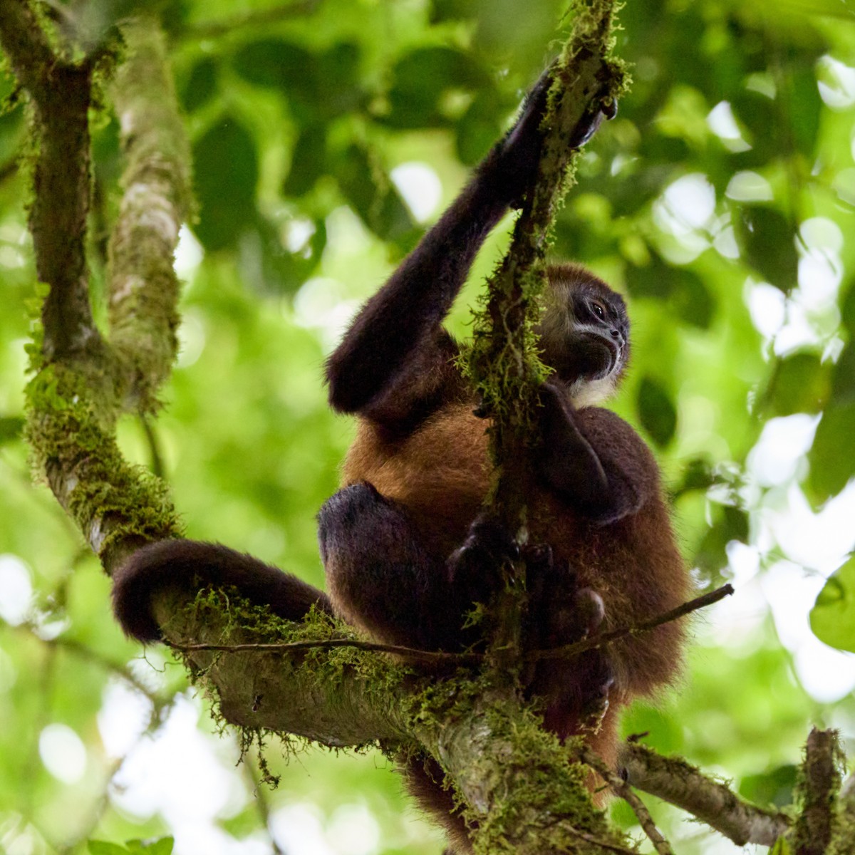 Central American Spider Monkey - ML657995658