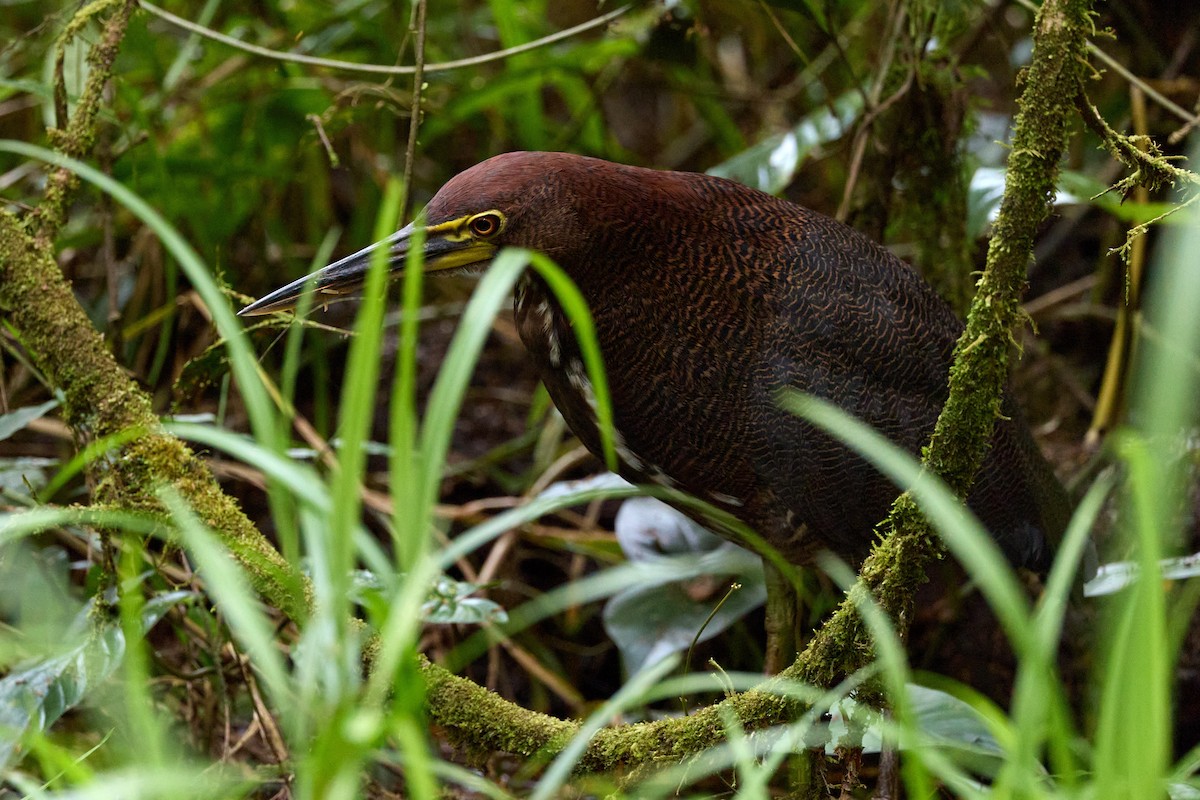 Rufescent Tiger-Heron - ML657995848