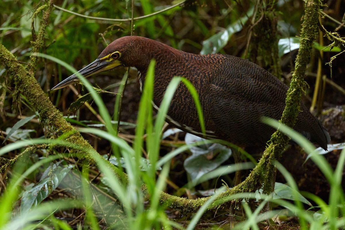 Rufescent Tiger-Heron - ML657995850