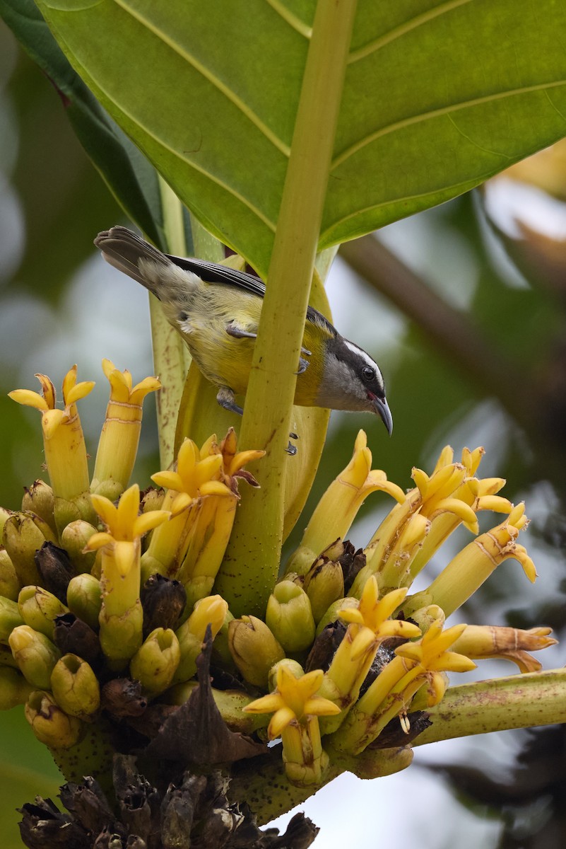 Bananaquit - ML657995981