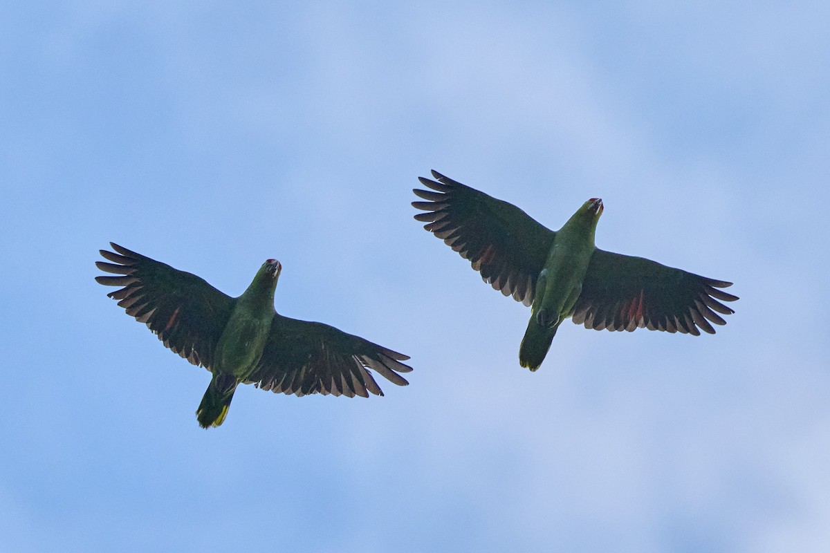 Red-lored Amazon - ML657996001