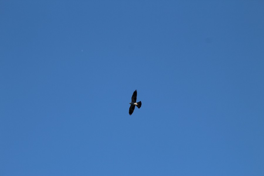 Mississippi Kite - Alexa Sanchioni