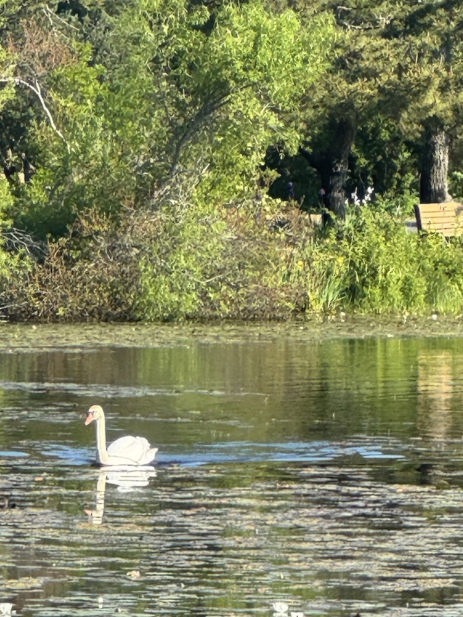 Mute Swan - Alexa Sanchioni