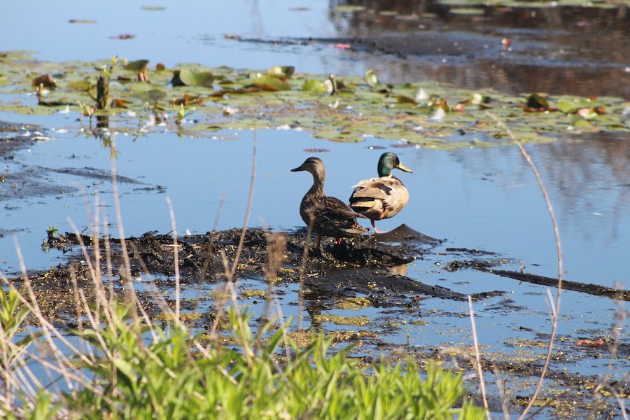 Mallard - Alexa Sanchioni