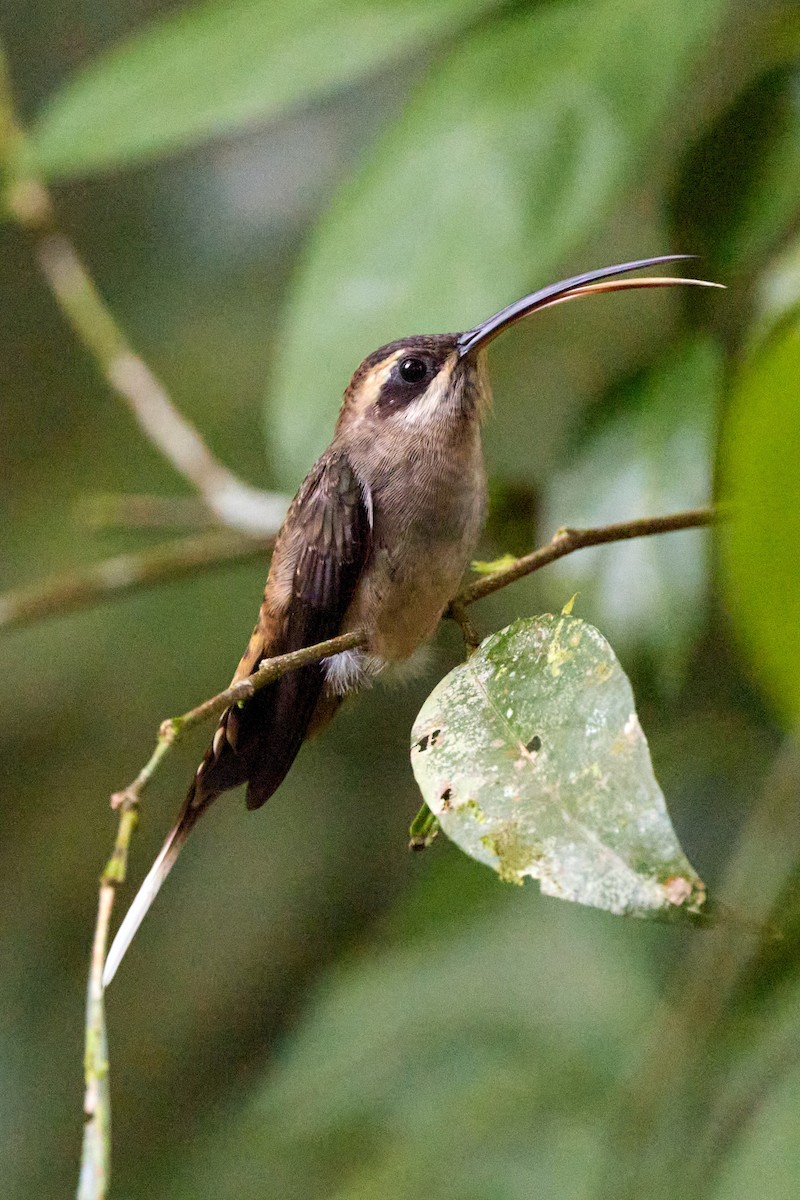 Long-billed Hermit - ML657996420