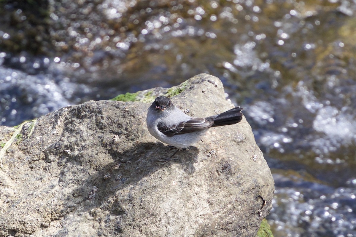 Torrent Tyrannulet - Cory Gregory
