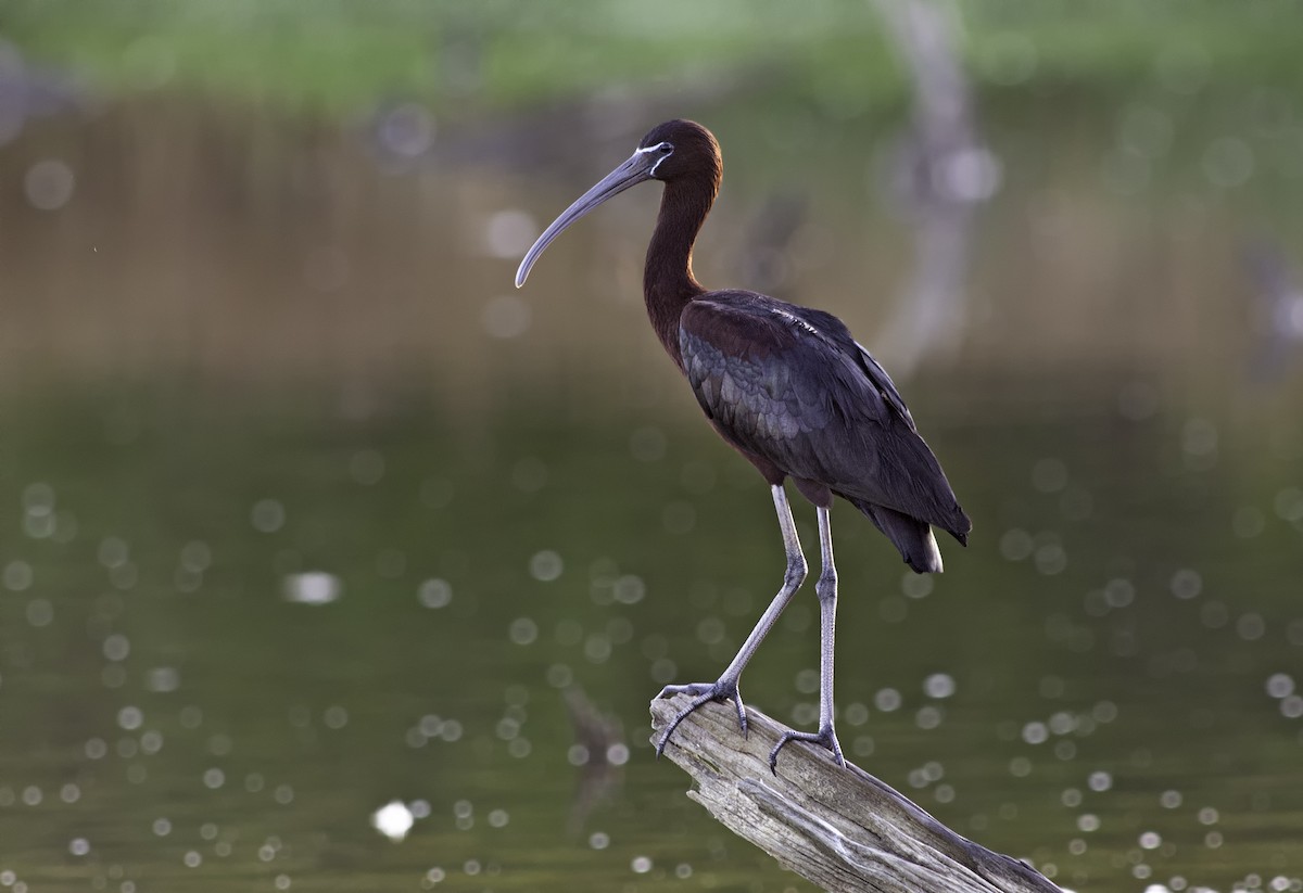 Glossy Ibis - ML657996905