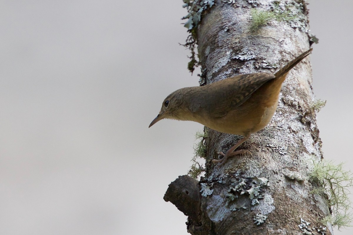 Chochín Criollo - ML65799701