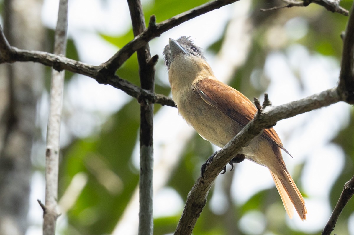 Rose-throated Becard - ML657997272