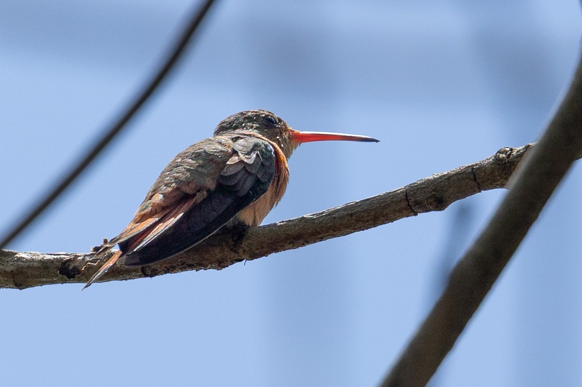 Cinnamon Hummingbird - ML657997377