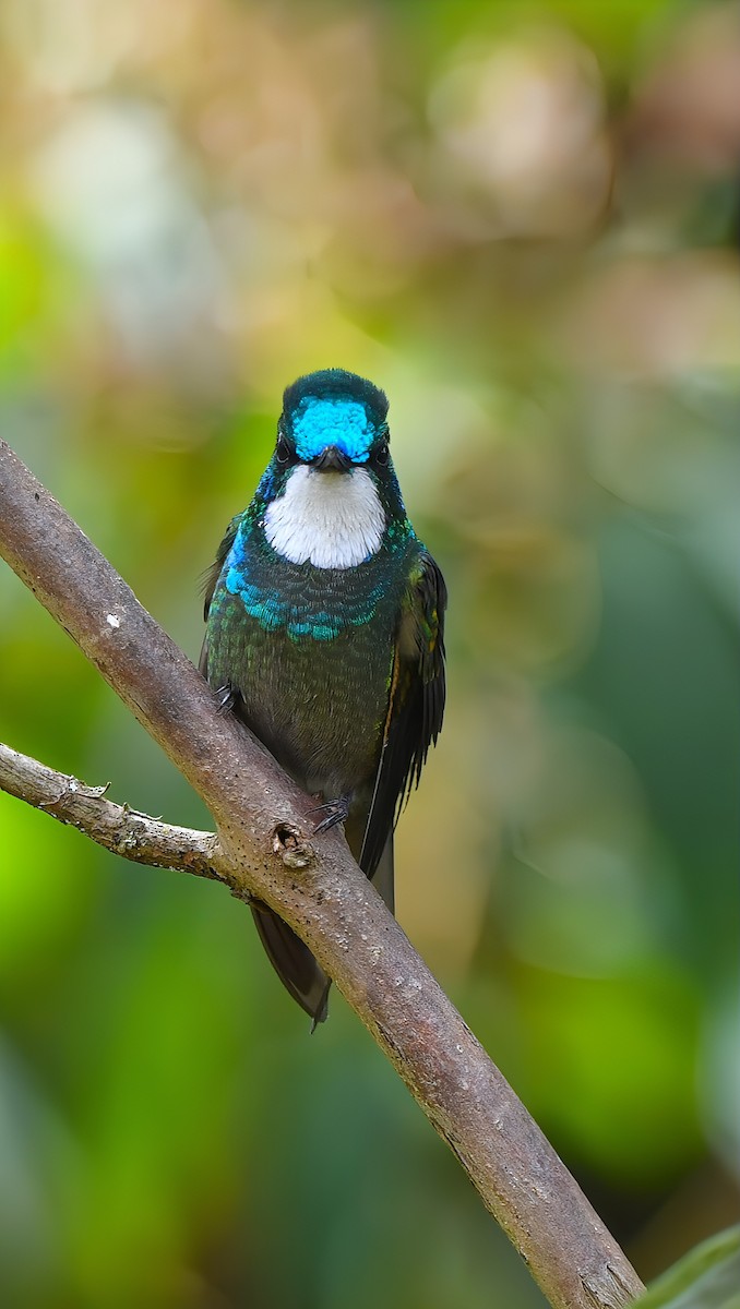 White-throated Mountain-gem - ML657998201