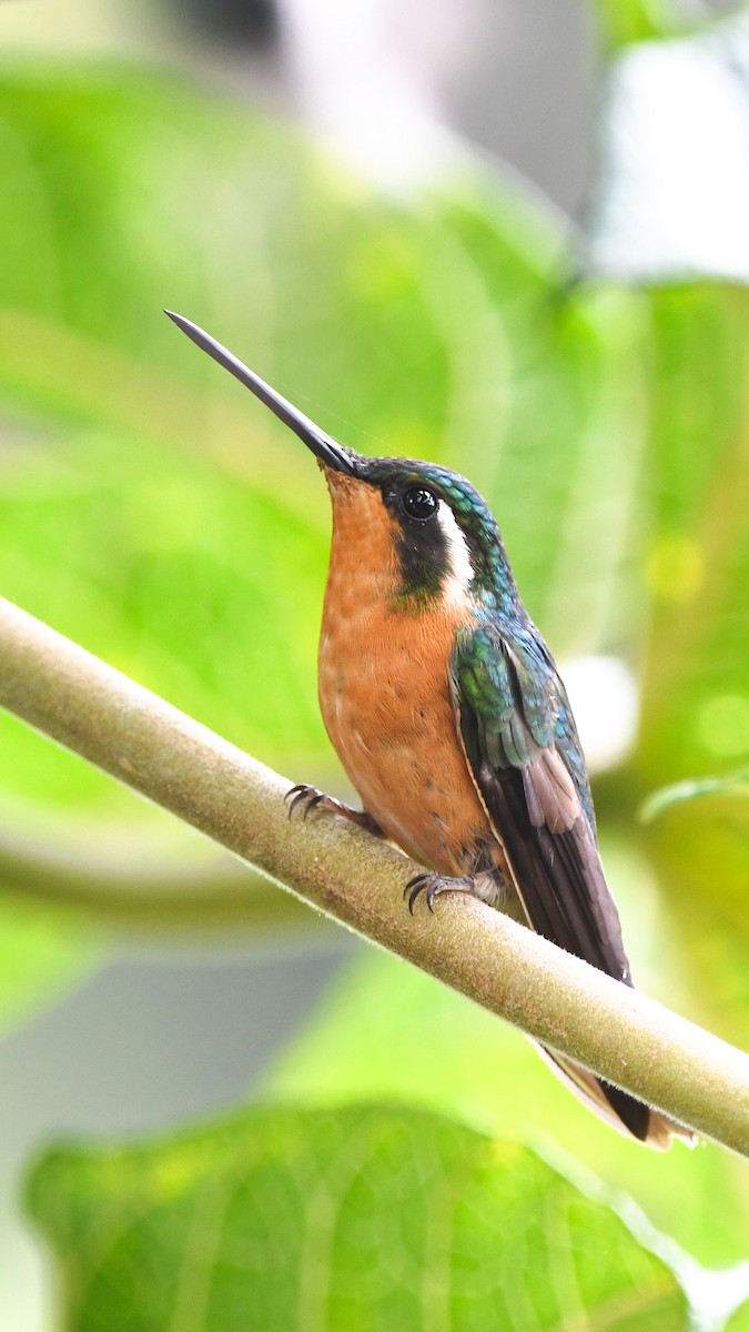 White-throated Mountain-gem - ML657998202