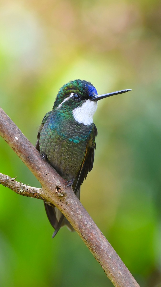 White-throated Mountain-gem - ML657998215