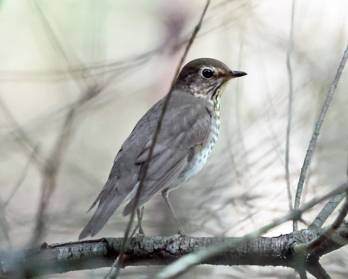 Swainson's Thrush - ML657998253