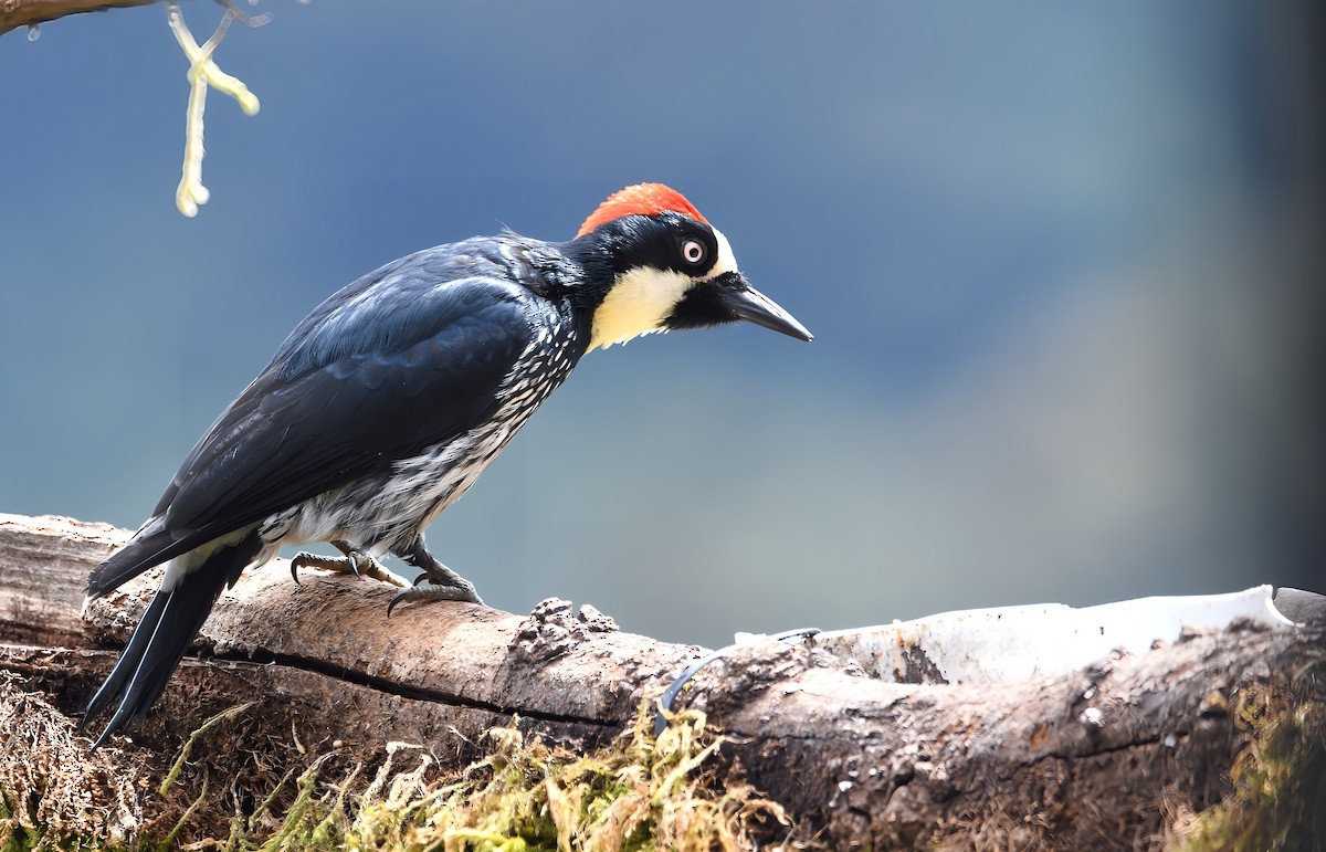 Acorn Woodpecker - ML657998256