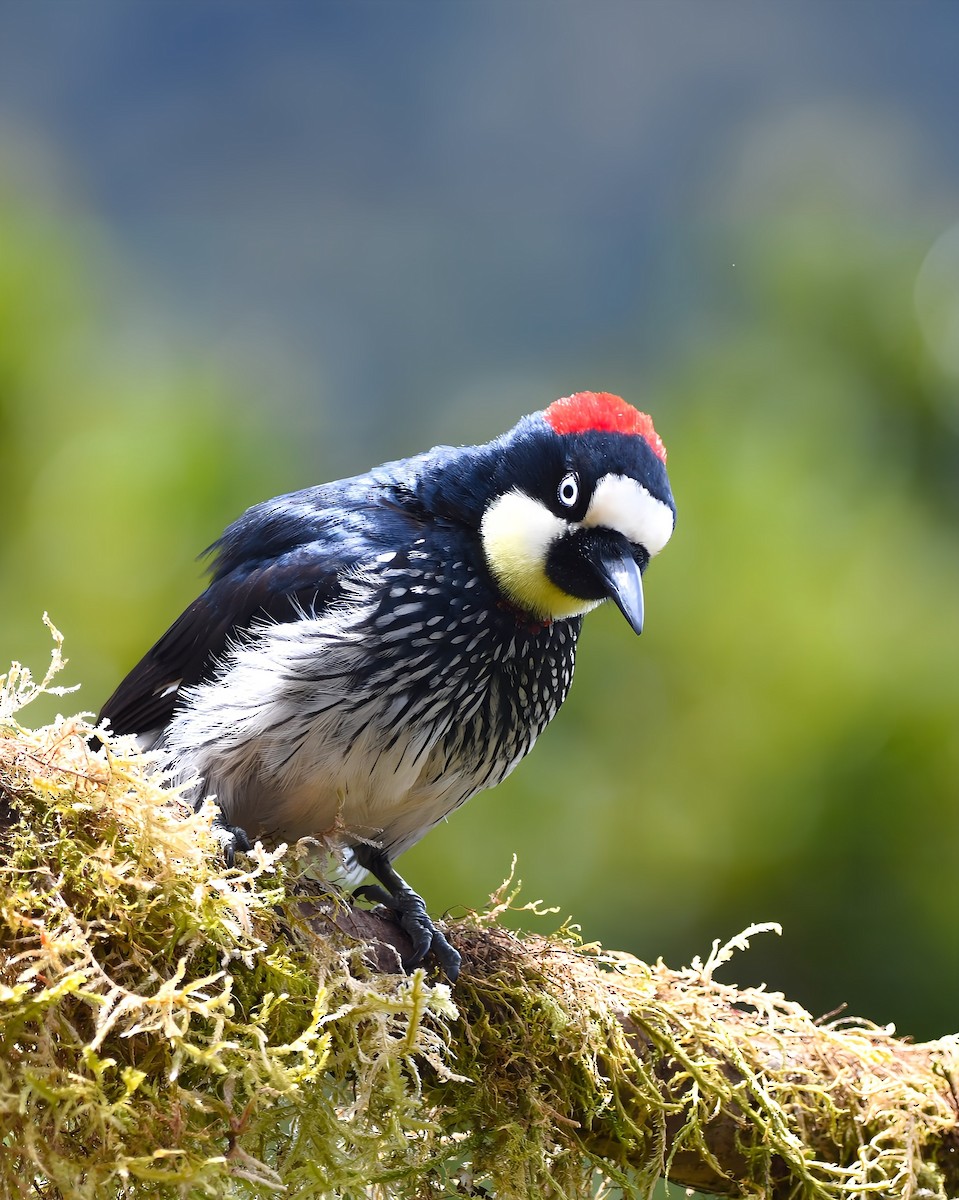 Acorn Woodpecker - ML657998257