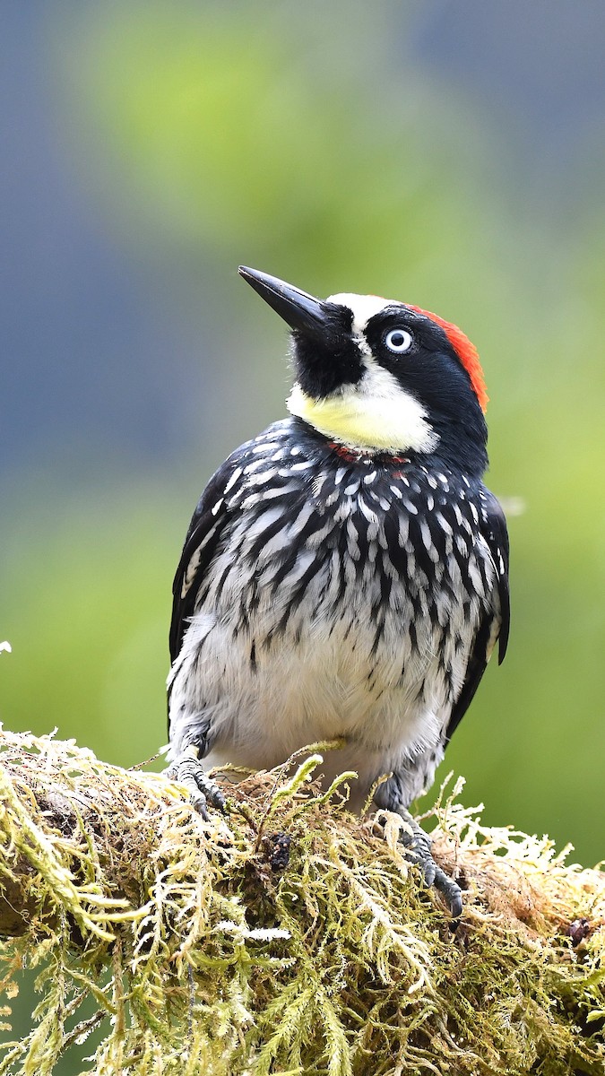 Acorn Woodpecker - ML657998258