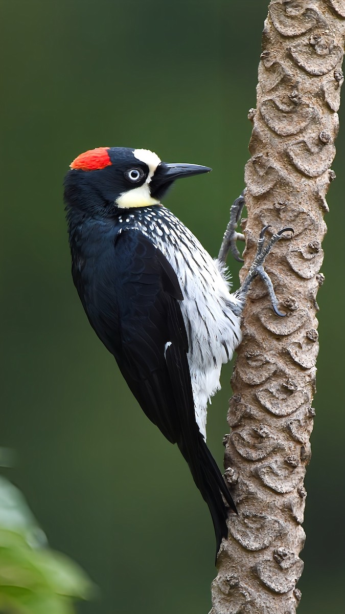 Acorn Woodpecker - ML657998259