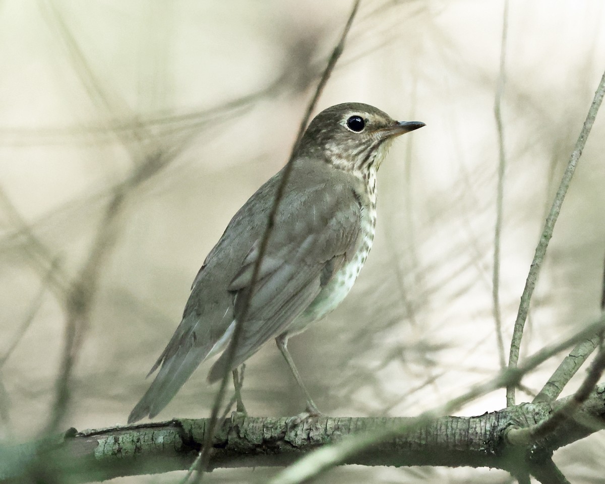 Swainson's Thrush - ML657998263