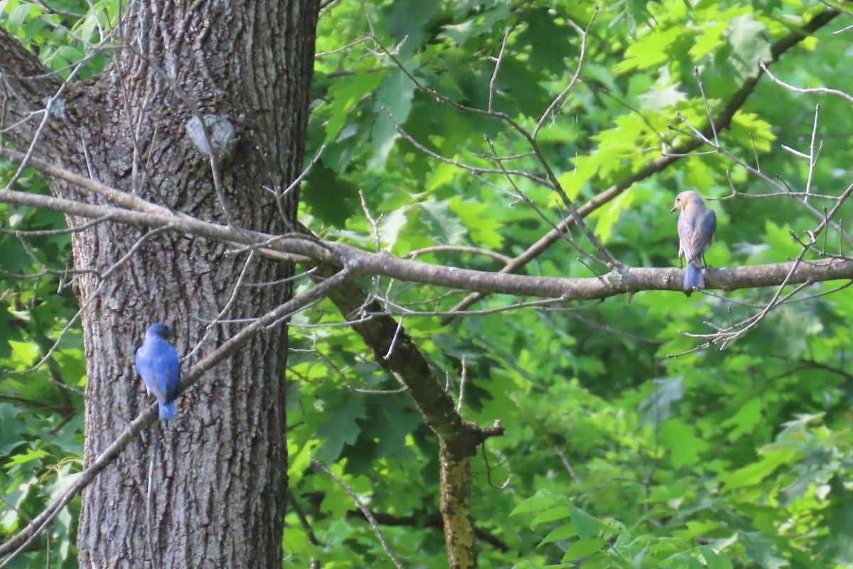 Eastern Bluebird - ML657998282