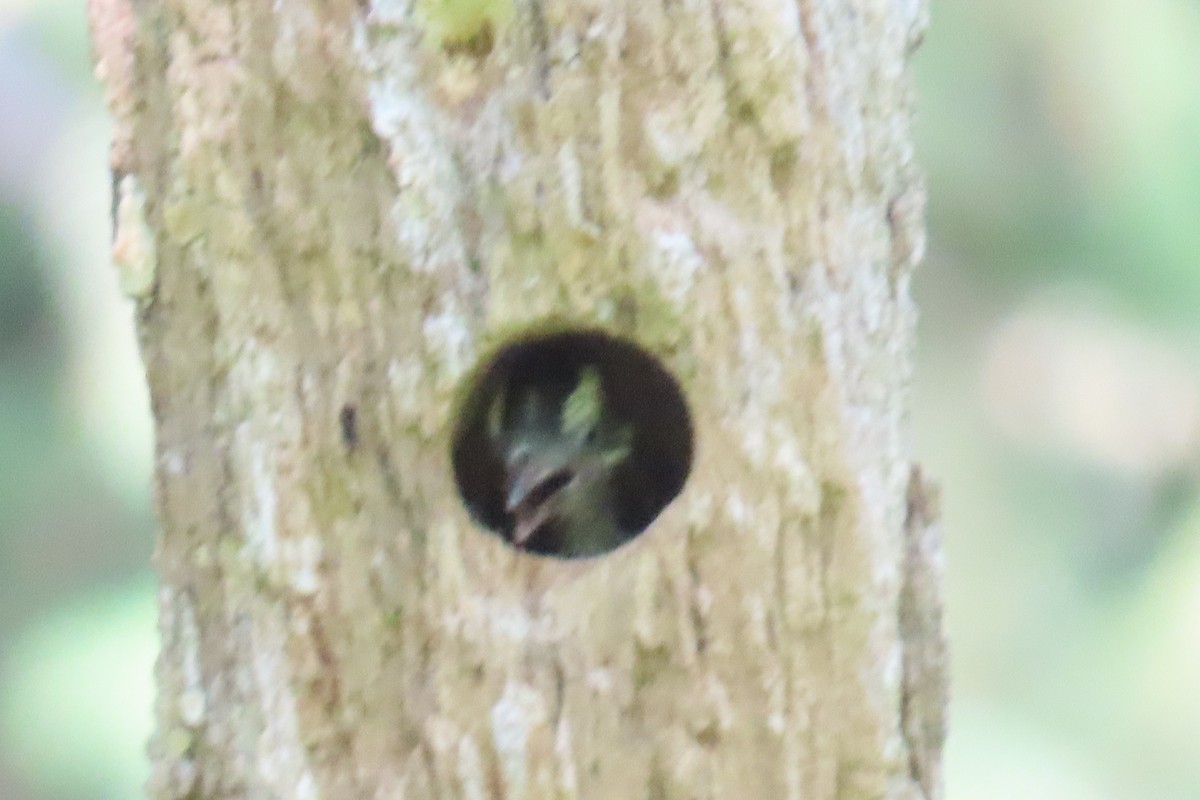 Downy Woodpecker - ML657998293