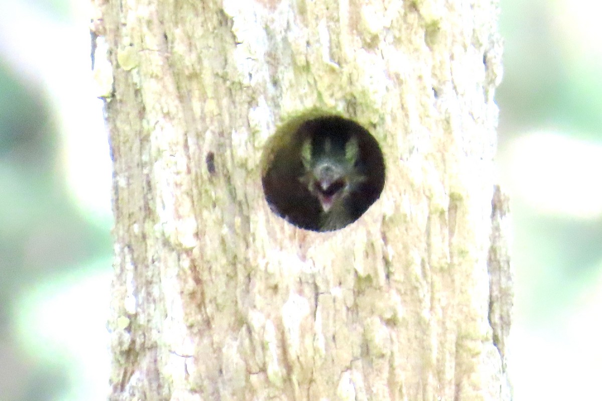 Downy Woodpecker - ML657998294