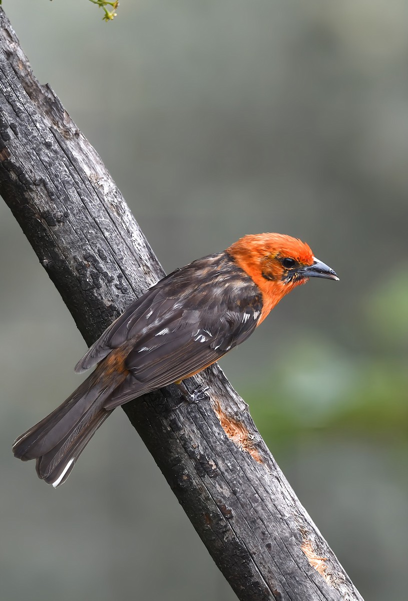 Flame-colored Tanager - ML657998426