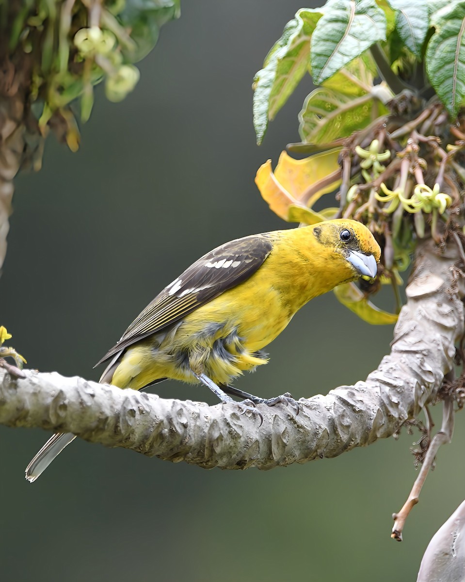 Flame-colored Tanager - ML657998427