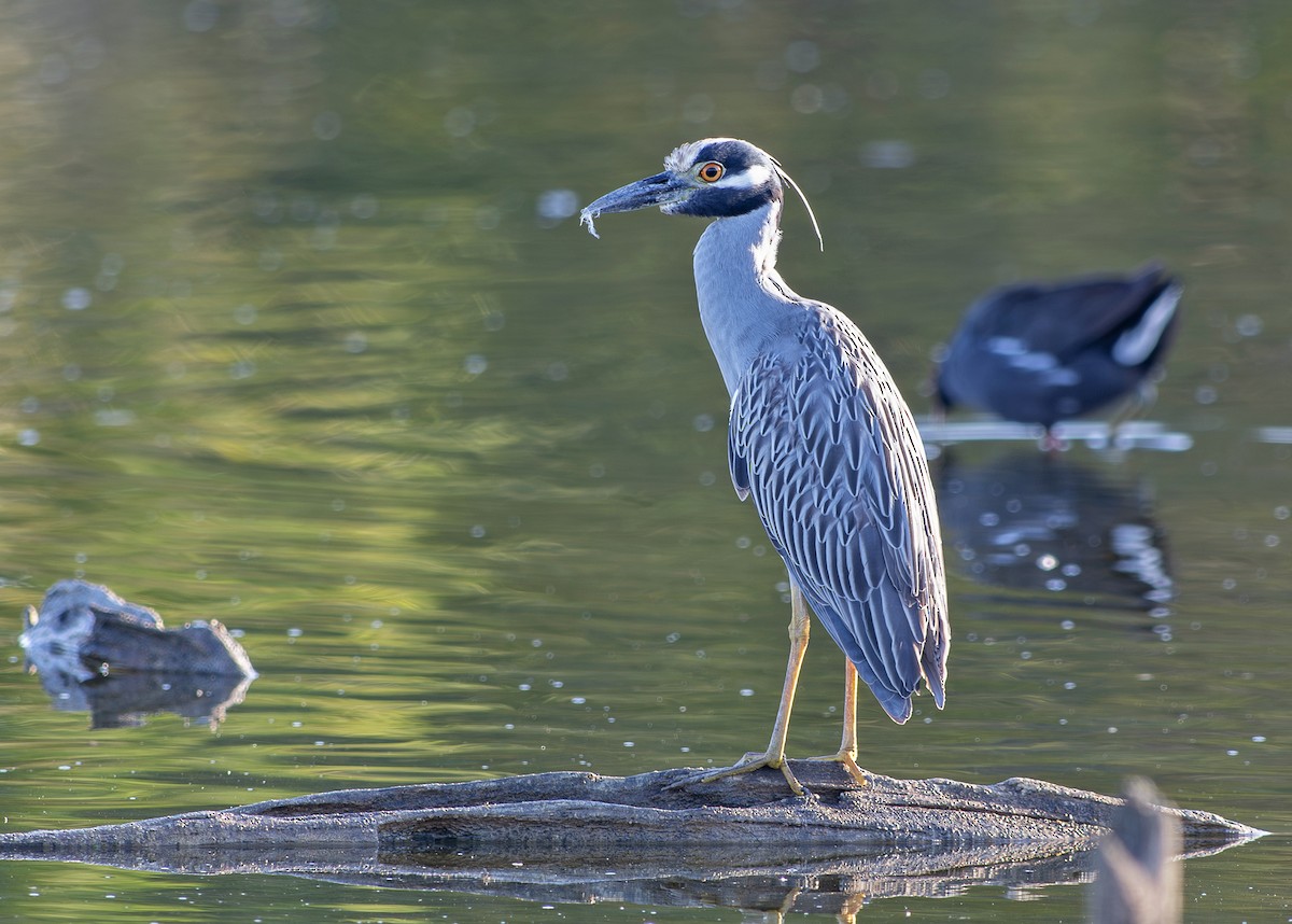 Yellow-crowned Night Heron - ML657999907