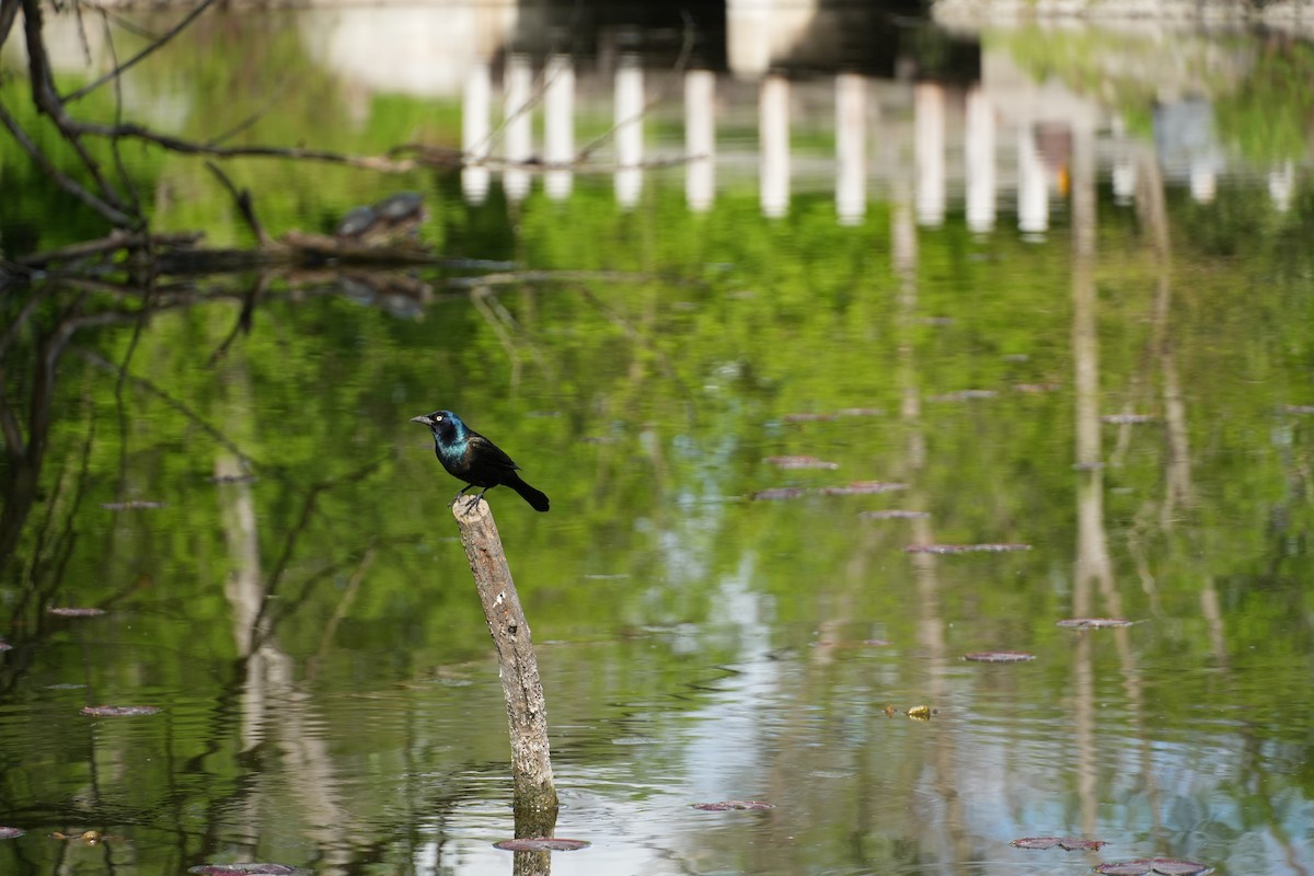 Common Grackle - ML657999978
