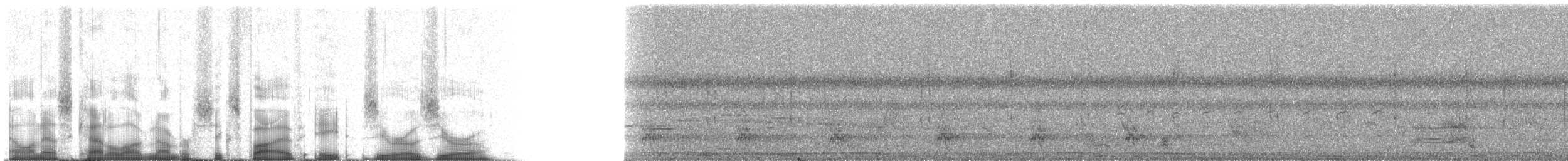 Тихоокеанский коэль [группа orientalis] - ML65800