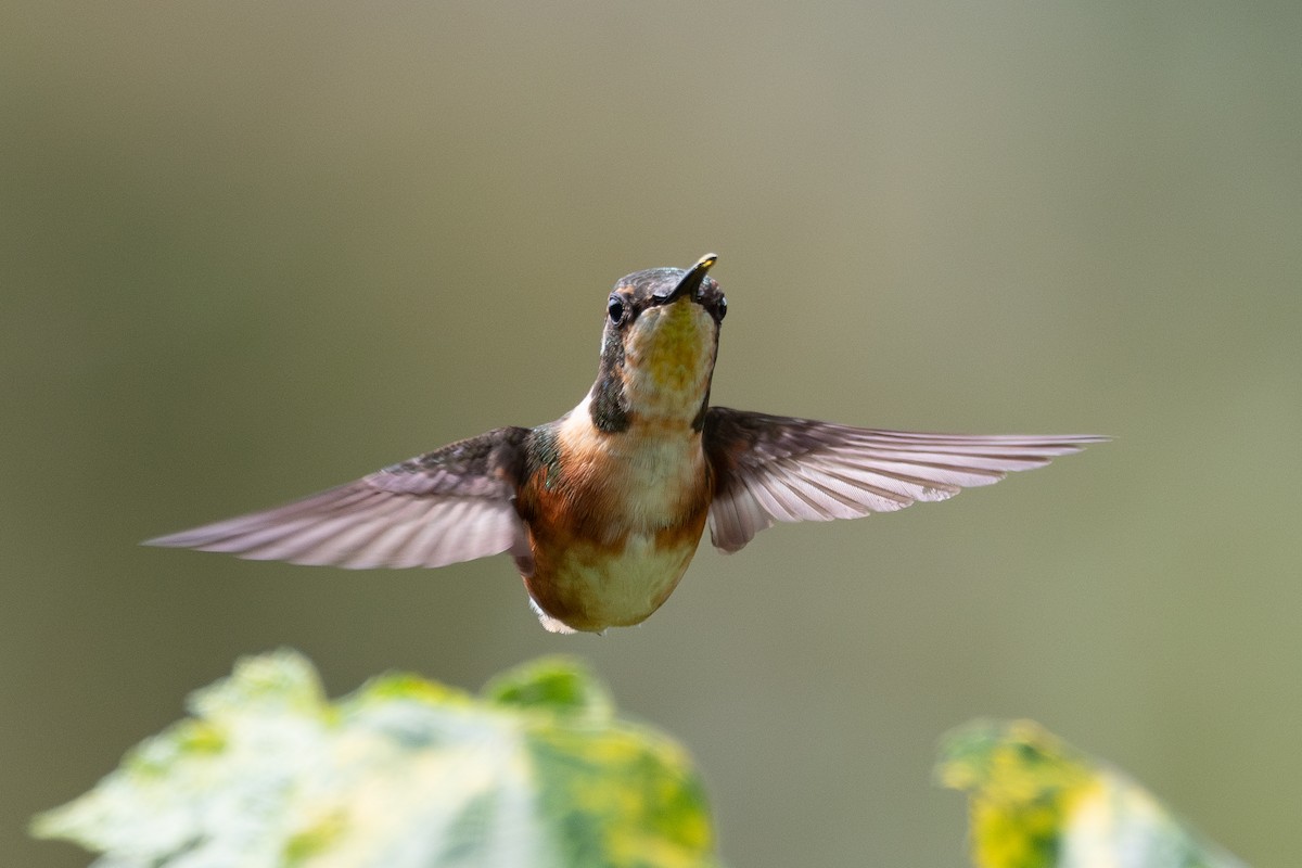 White-bellied Woodstar - ML658000195