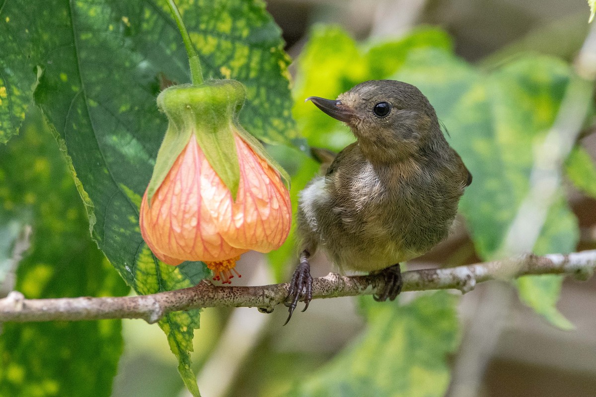 White-sided Flowerpiercer - ML658000198