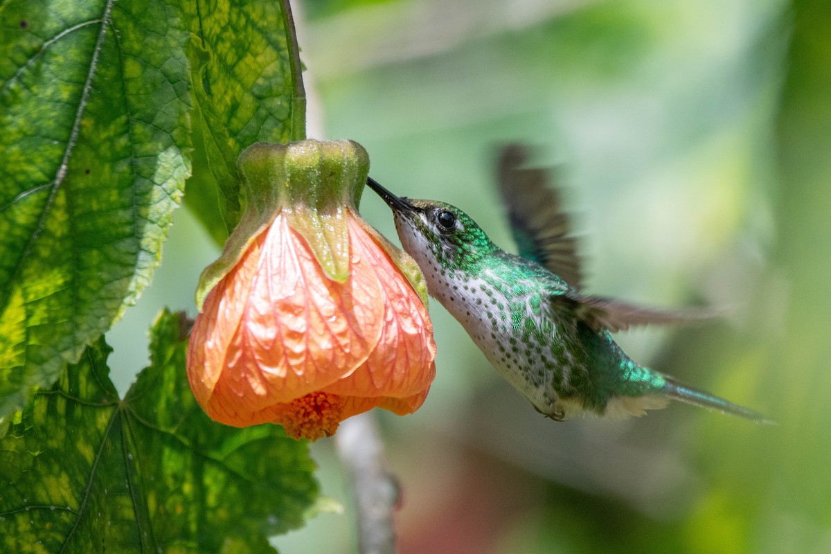 White-booted Racket-tail - ML658000210
