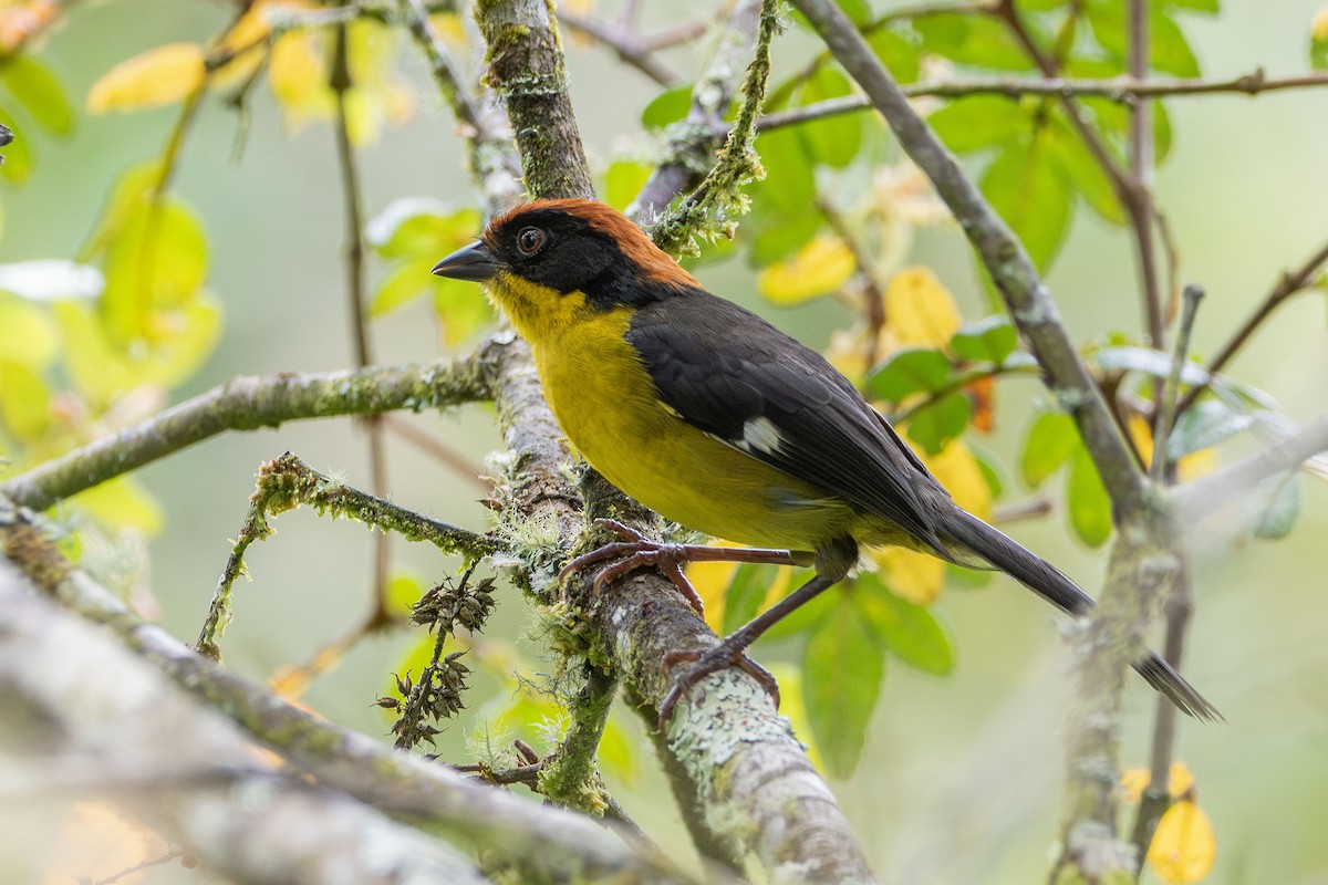 Yellow-breasted Brushfinch - ML658000245