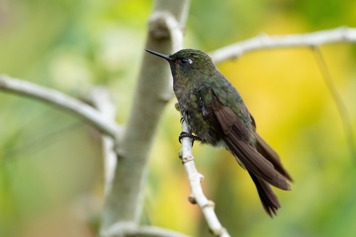 Tyrian Metaltail - ML658000252