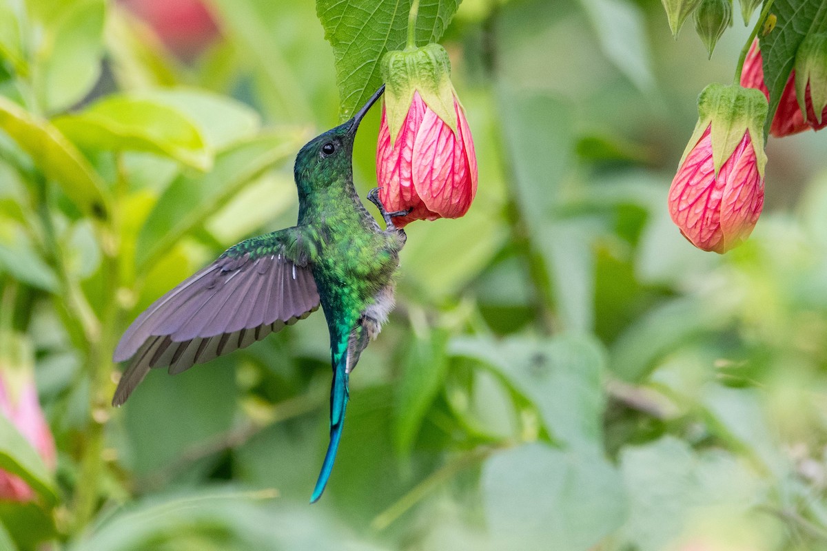 Long-tailed Sylph - ML658000256